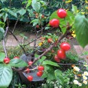 春の花が満開
