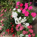 春の花が満開