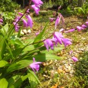 一斉に　花盛り！