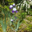 一斉に　花盛り！