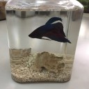ベタ