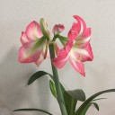 ハーベストの丘の農産物直売所