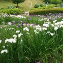 花しょうぶ