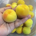 南高梅を買ってきた