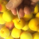 梅干し作り その1