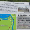 一本松