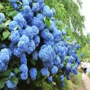 古寺素描４８ー笠場山普門寺④ー花の山寺・真庭市