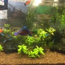 熱帯魚「ベタ」の習性
