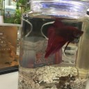 熱帯魚「ベタ」の習性