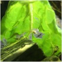 エビのホールほうれん草