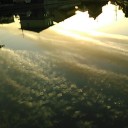 初秋ー水中花