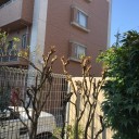 百日紅の剪定作業