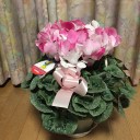 シクラメンの花