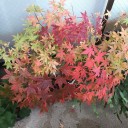 日曜は朝から園芸作業