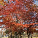 遠くに行かなくても紅葉を楽しむ