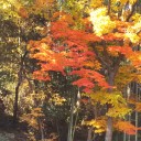 瀬田川沿いの紅葉