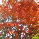瀬田川沿いの紅葉