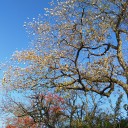 瀬田川沿いの紅葉