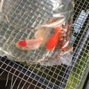 金魚を３匹購入