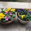 花の苗が一番安い店