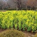 吾妻山公園の菜の花