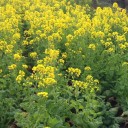 吾妻山公園の菜の花