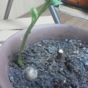…それでも花は咲く…。