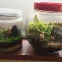 コケリウムお管理