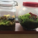 コケリウムお管理