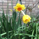 暖地サクランボの花が満開