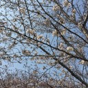 塚口椀田公園で花見