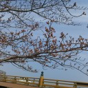 桜前線　未だ・・・