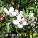 「なんだかわからないけどマヌカのすごい要素」。　（作業栗鼠　０　匹目）
