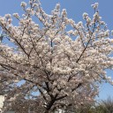平成２９年度末の土曜日