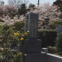 お花見を兼ねてのお墓参り