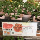 お花見を兼ねてのお墓参り