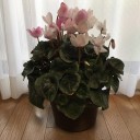 本当はシクラメンは春の花