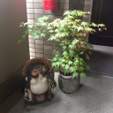 本当はシクラメンは春の花