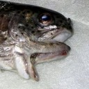 【新生活をはじめたみなさんへ】／フクイチ爆発から８年⇒【白血病発症のピークは８年目】。