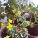 それでも花は咲く。