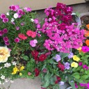 春の花が満開