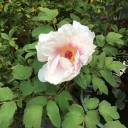 春の花が満開