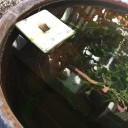 金魚が産卵