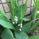 菖蒲とスズランの花が咲きだしました