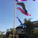 こいのぼる