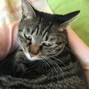 【 劣化ウラン弾 】永久に禁止すべきだ。／「部隊全滅」死を覚悟／ 「国民に真実知ってほしい」⇒南スーダン証言、政府説明と落差。　（未OTL）