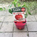 泳ぐ量は昨年の７割