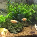 黒メダカと熱帯魚を購入