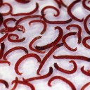 金魚の稚魚が赤虫に食べられる