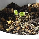 芽が出た